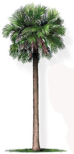 palma sabalowa